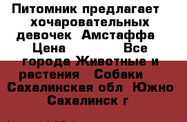Питомник предлагает 2-хочаровательных девочек  Амстаффа › Цена ­ 25 000 - Все города Животные и растения » Собаки   . Сахалинская обл.,Южно-Сахалинск г.